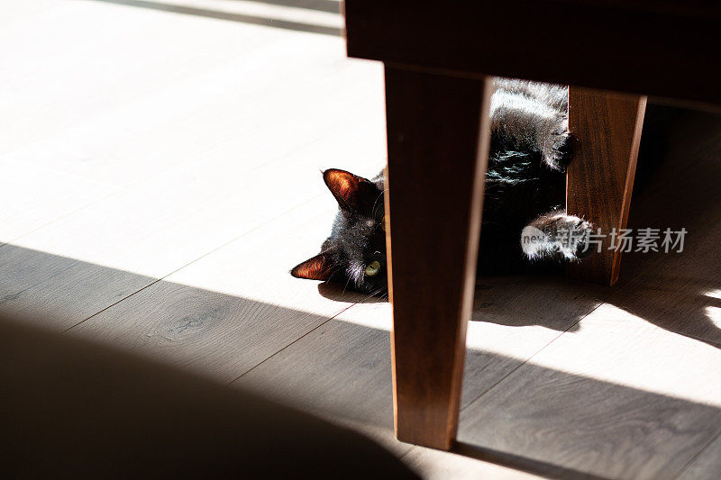 漂亮的黑猫在茶几下的木地板上享受阳光