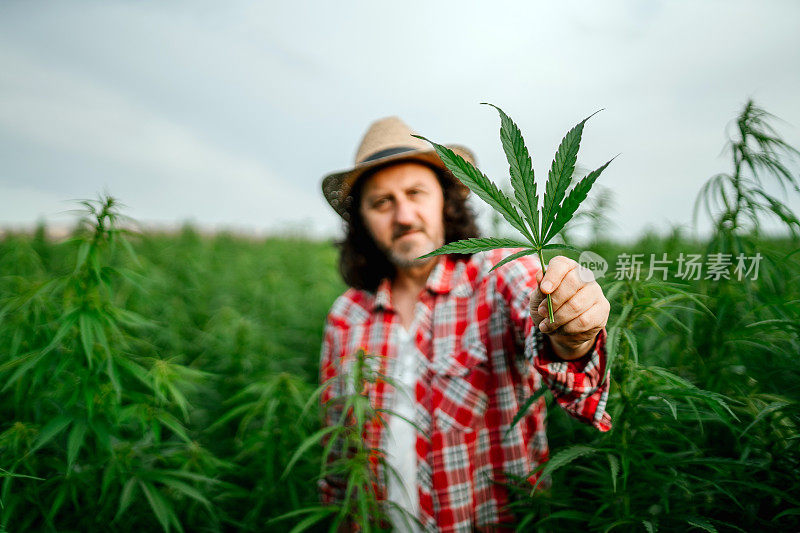 男子采集医用大麻