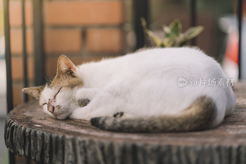 一张可爱的懒猫在桌子上睡觉的特写