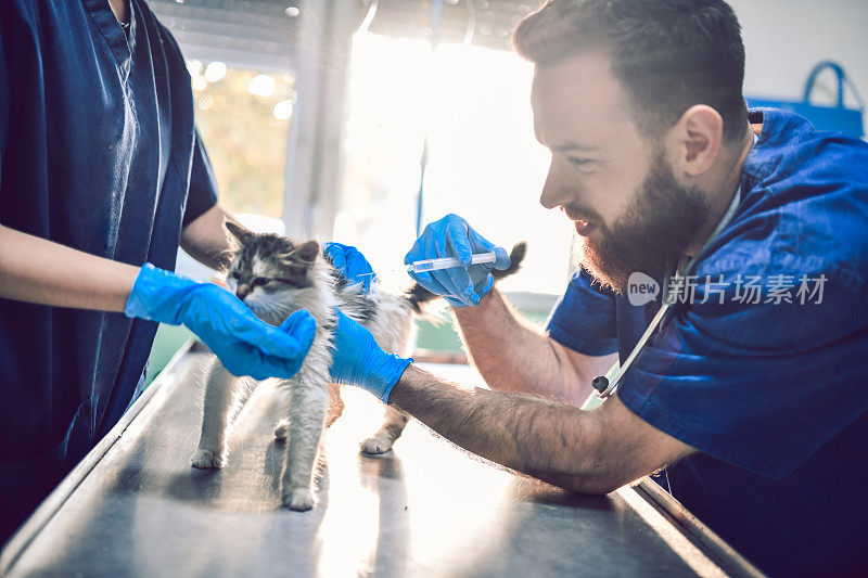 兽医接种猫在诊所