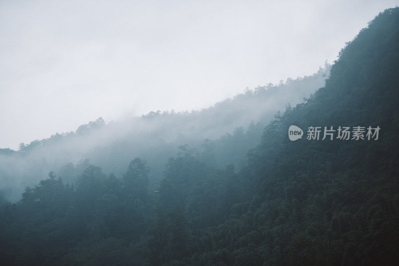 有雾的早晨郁郁葱葱的森林在冬季的自然条件景观背景