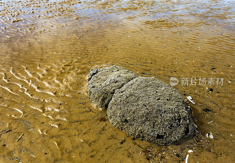 亨斯坦顿海藻覆盖着岩石