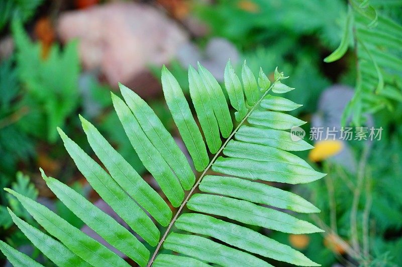 特写绿叶蕨类热带雨林的叶子。