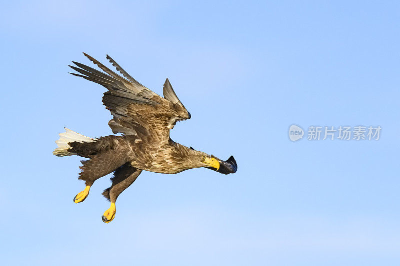 在挪威北部上空觅食的白尾鹰或海鹰