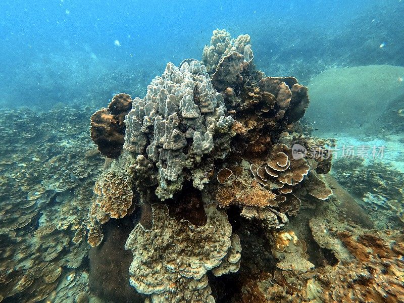 泰国古道海洋生物