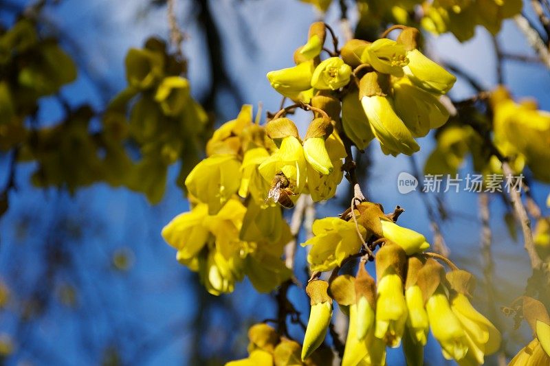 美丽的黄科怀(苦参属)开花