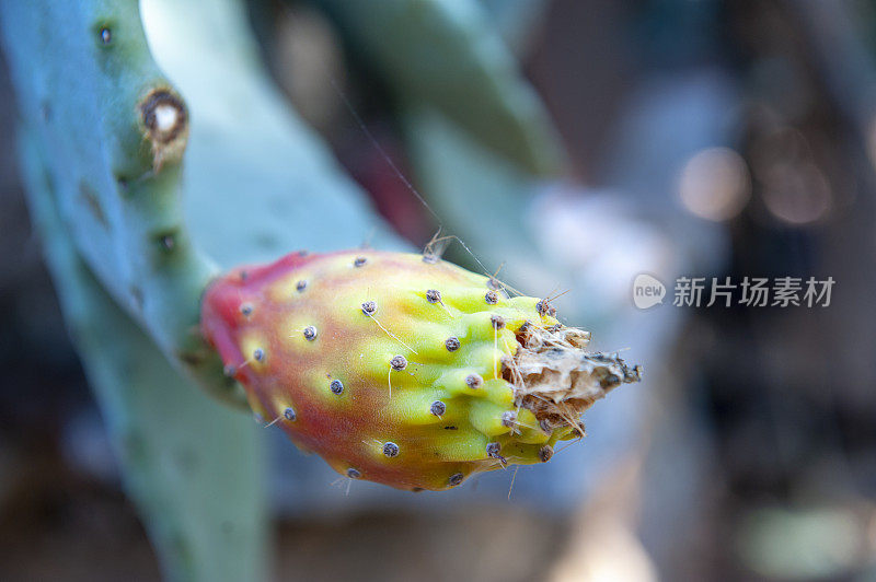 多刺的梨，红色的果实和蓝色的天空在背景