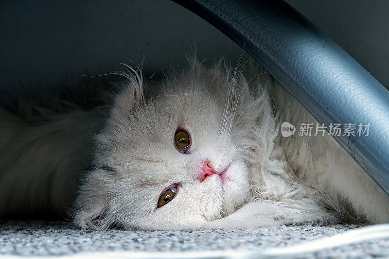 栗鼠猫，苏格兰折长毛猫，白色小猫在秘密的地方