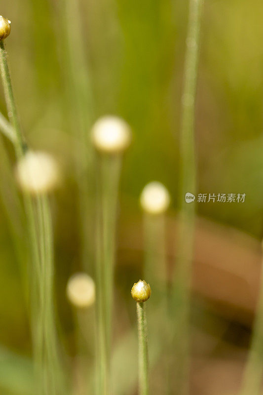 直立的帽针花的宏观，重点在花蕾在前景