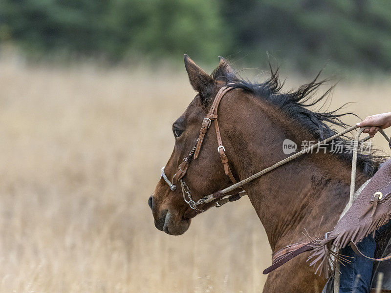 马与骑手跑在蒙大拿草地近距离