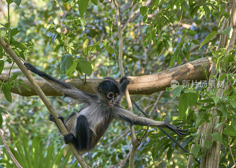 卡曼湖附近尤卡坦半岛仙喀安生物圈保护区的野生蜘蛛猴