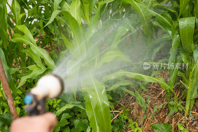 用手持水管给花园浇水