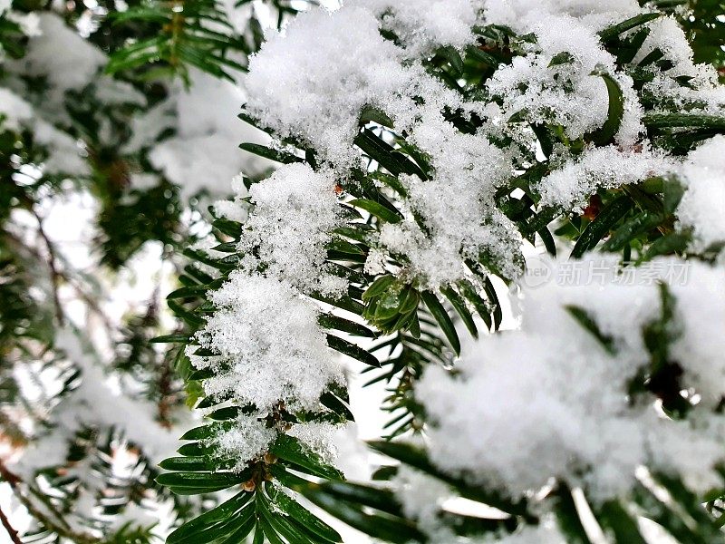 白雪覆盖的紫杉树枝