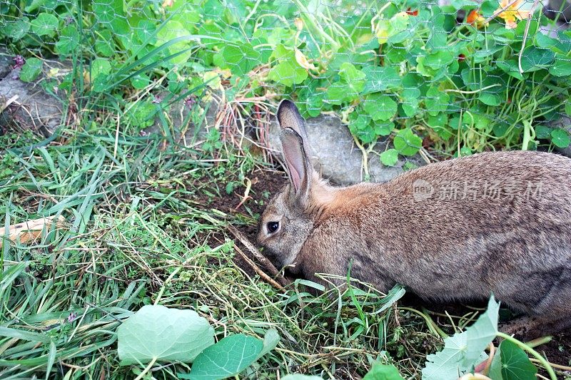 兔子在花园的笼子里挖洞