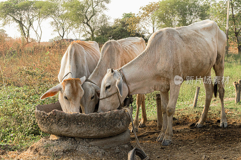 这是一张美丽的照片，三头白奶牛在一个典型的印度村庄的农村背景下一起吃着水泥槽里的食物。它们被驯养，因为它们提供牛奶、奶制品和牛肉。