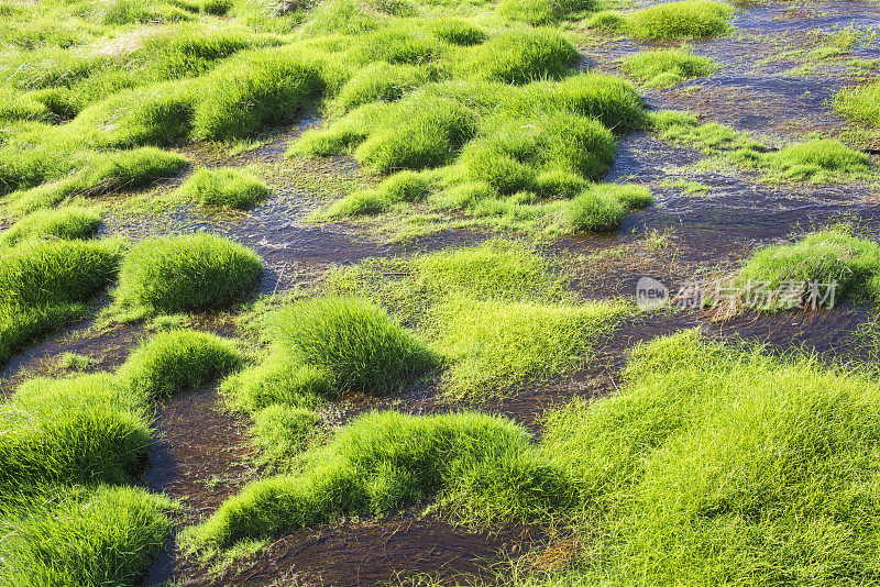 诺里斯间歇泉盆地的绿草岛