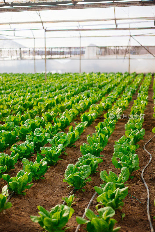 温室用于种植生菜