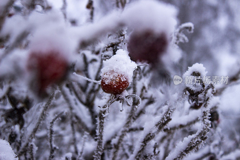 覆盖着雪的浆果