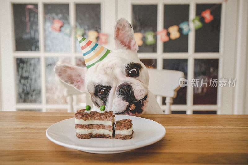 用自制的狗狗蛋糕庆祝狗狗生日