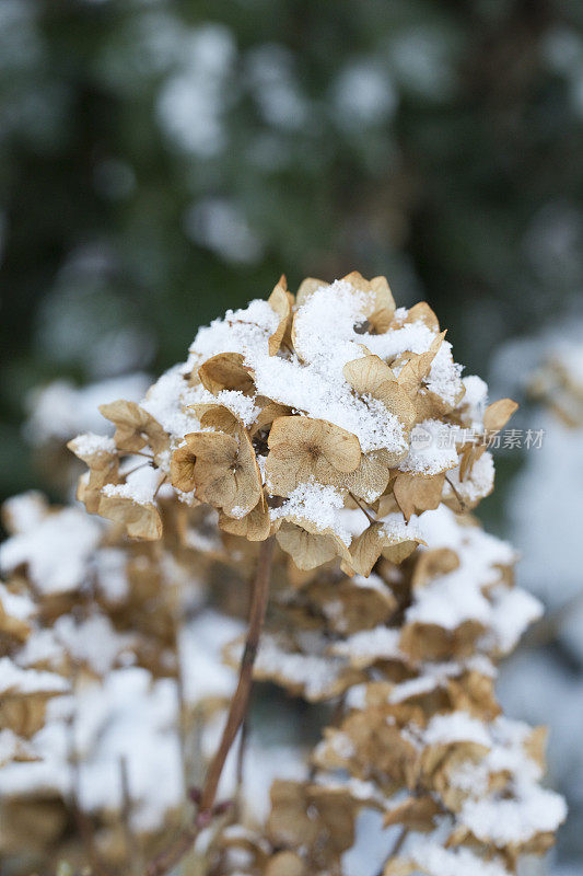 绣球花头在冬天，覆盖着柔软的雪