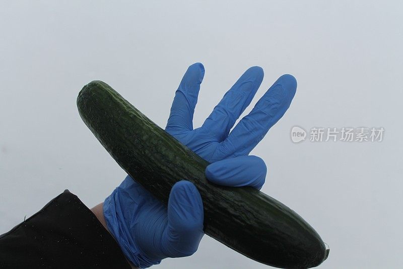 白色背景上的黄瓜。blue-gloved之手。