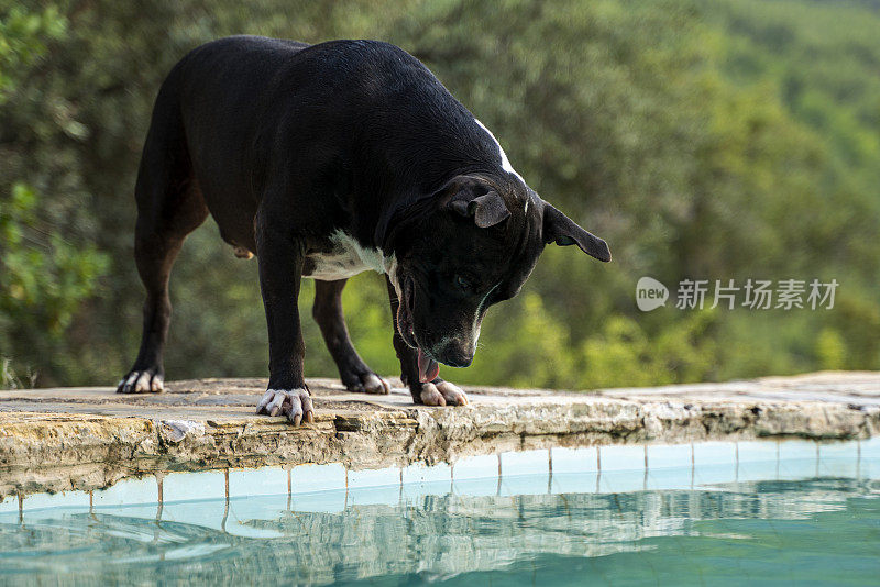 在炎热的夏天，斗牛犬在泳池边玩耍