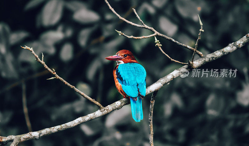白喉翠鸟栖息在湖边的树枝上，从背后看，鲜艳的蓝色羽毛在晨光中闪闪发光。