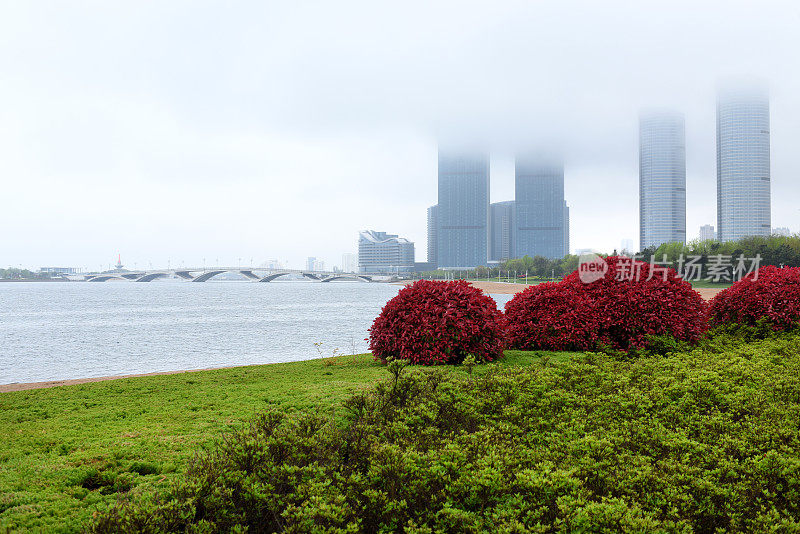 中国山东省日照市，花儿在春雨中绽放