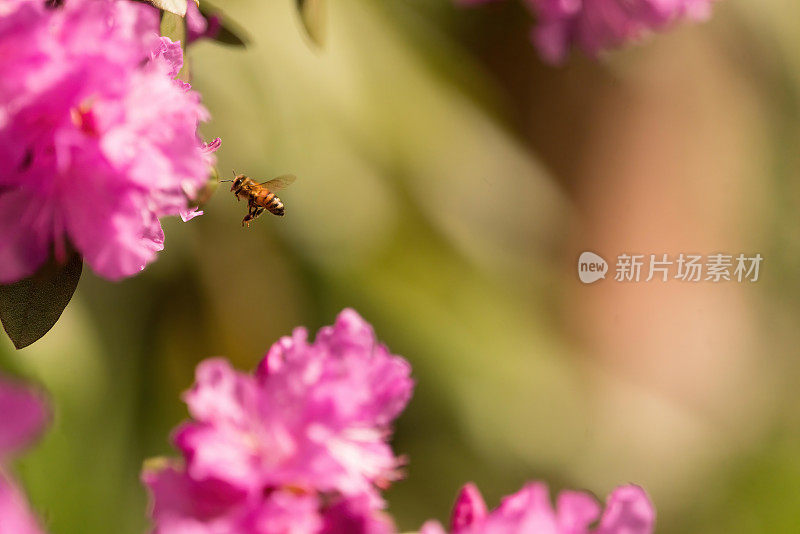 杜鹃花，粉红色的花和蜜蜂