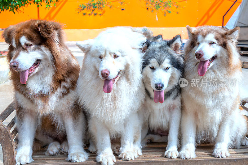 阿拉斯加和西伯利亚哈士奇狗在家养宠物的肖像。