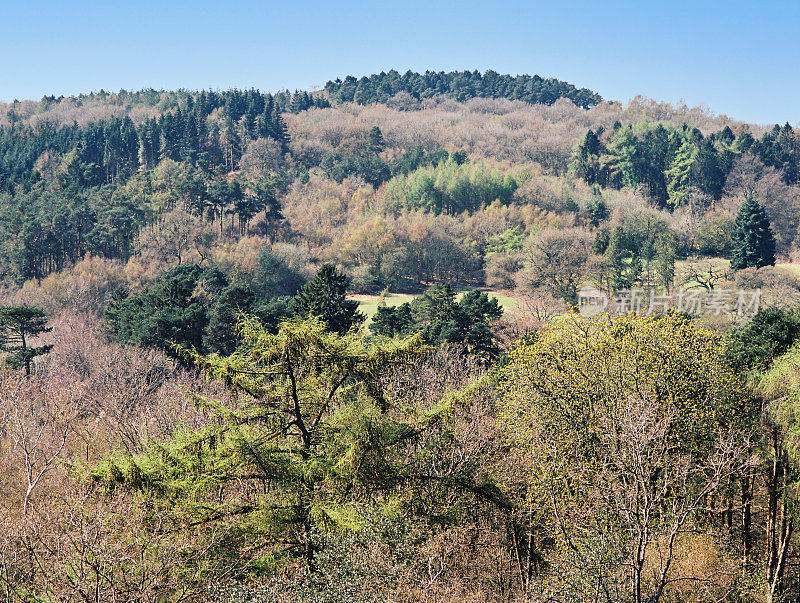 希斯兰国家公园风景优美的lickey山西米德兰英国