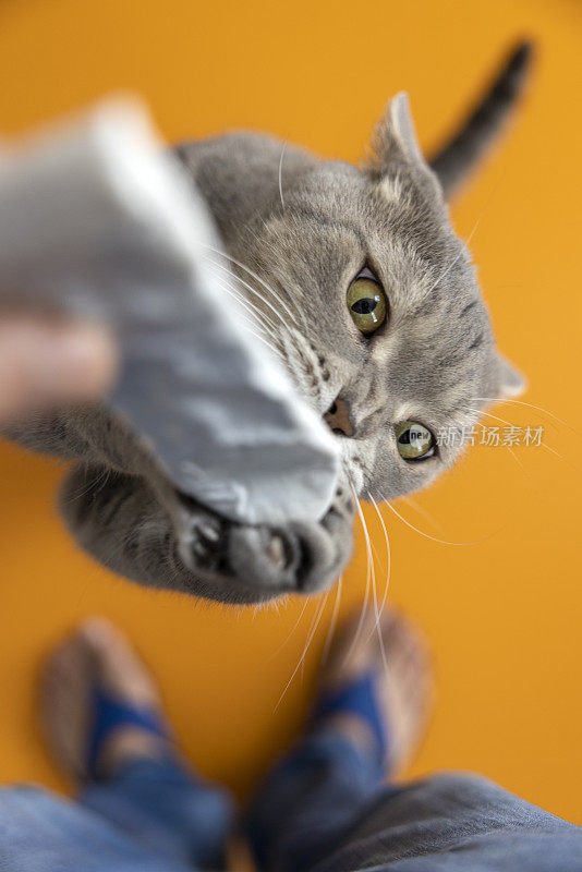 饥饿的肥猫想吃东西