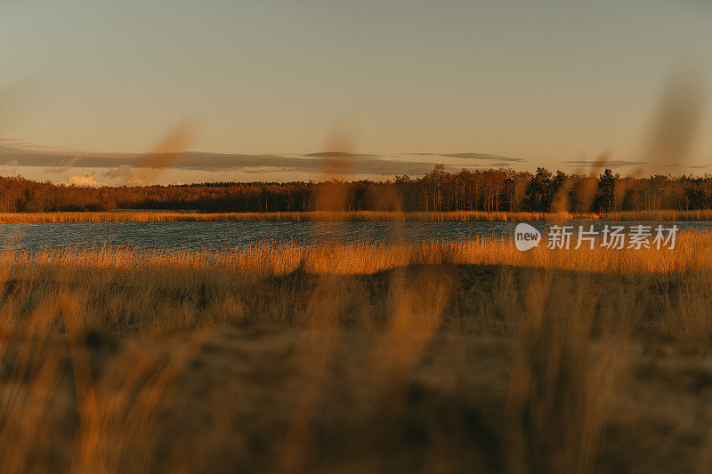 和平的秋景。倒影的湖泊和森林。岸边的芦苇