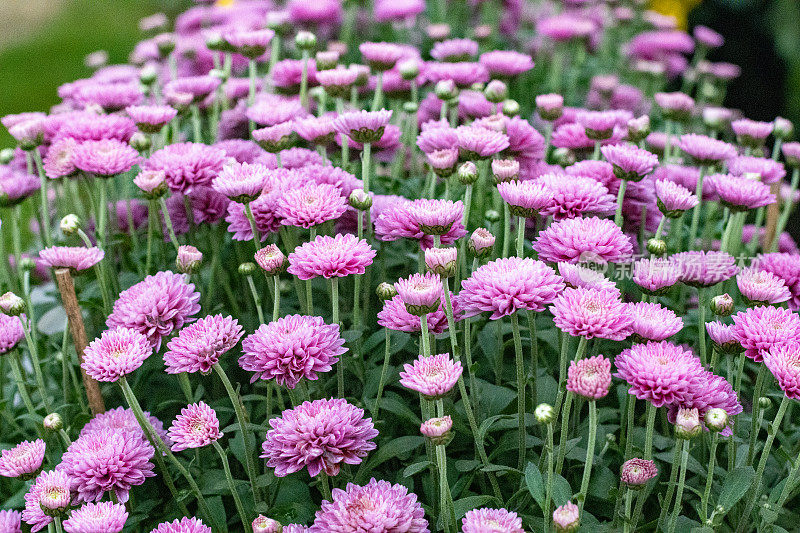 英国伦敦的菊花“芭芭拉”