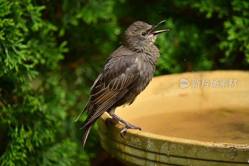 少年白头翁鸣叫