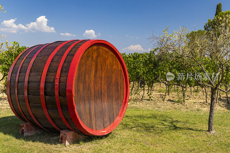 葡萄酒桶在葡萄园，托斯卡纳，意大利