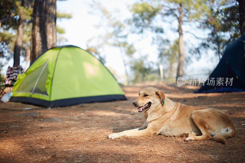 在土耳其阿基亚卡，一只可爱的流浪狗坐在帐篷的边缘