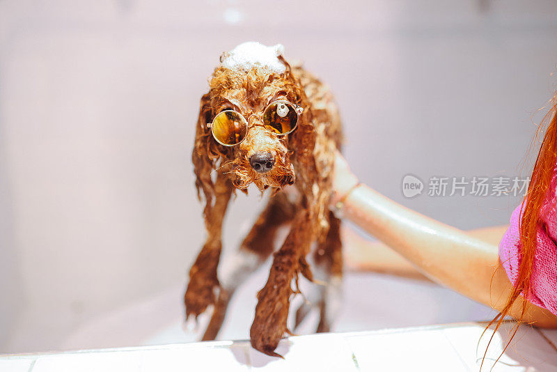 玩具涂鸦正在宠物美容院洗头和洗澡