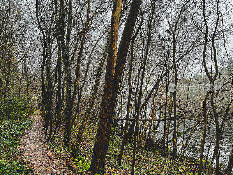 在冬天的雨天，一条穿过湖边森林的小路。