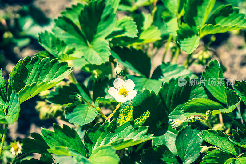 一个美丽的花园植物。