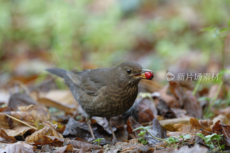 正在吃山楂浆果的雌性黑鹂