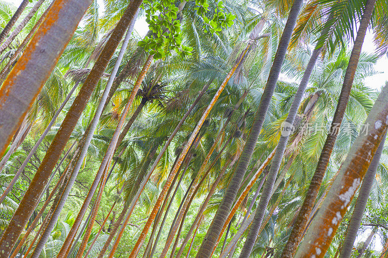 安西des瀑布;棕榈树——留尼旺岛