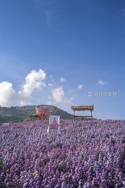 泰国清迈清新的早晨，玛格丽特花田的风景。