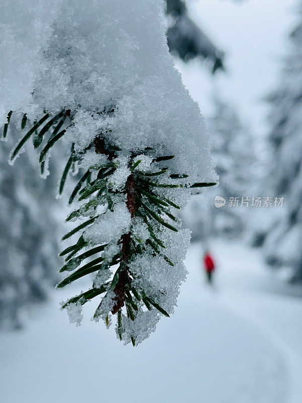 看过去被雪覆盖的松树树枝滑雪者