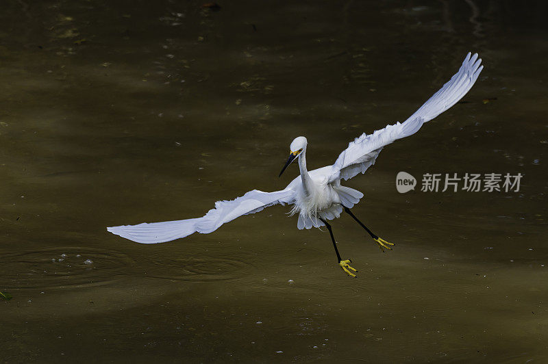 白鹭，白鹭，喂食;佛罗里达萨尼贝尔岛的丁达林国家野生动物保护区。飞着去吃水里的小鱼。