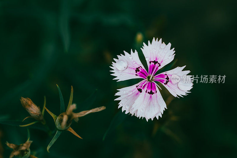 春天花园的花。自然公园景观。绿叶植物背景。