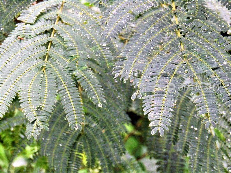 雨后的蕨枝。