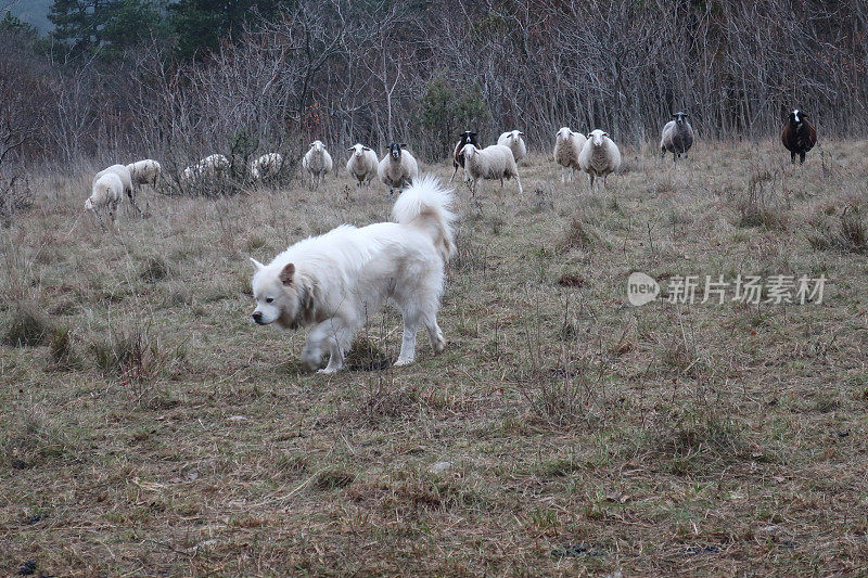 白色牧羊犬放牧羊群