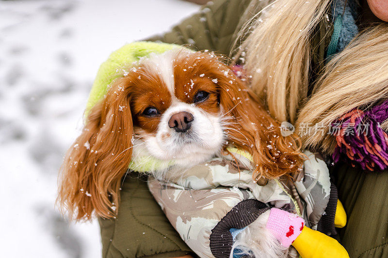 年轻的骑士查理国王猎犬穿着冬装，看着主人膝上的雪