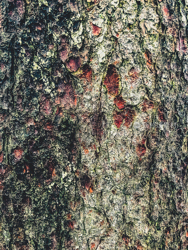 湿树皮湿树皮的纹理或背景